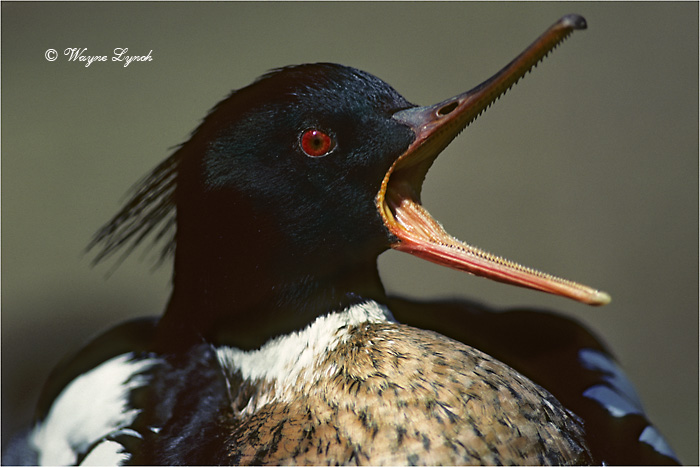 Male Red-breasted Merganser 104 by Dr. Wayne Lynch &copy;
